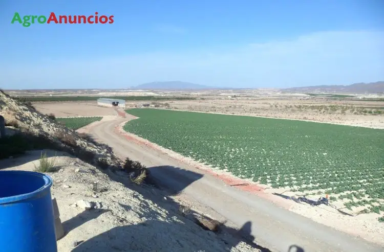 Venta  de Finca de regadío en Murcia