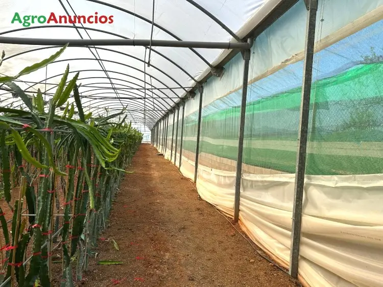 Venta  de Finca agrícola con invernadero en Castellón