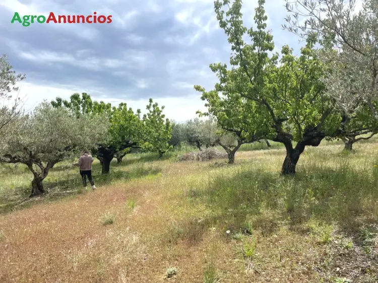 Finca Rustica en Venta: Viña, Olivar y Almendro