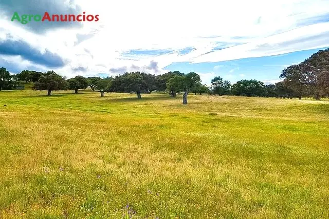 Venta  de Finca ganadera de encinas y quejigos Vicon en Salamanca