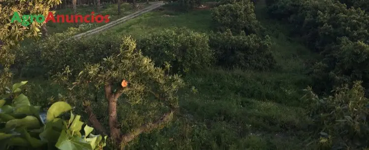 Venta  de Finca de aguacates, olivos y mangos en Málaga