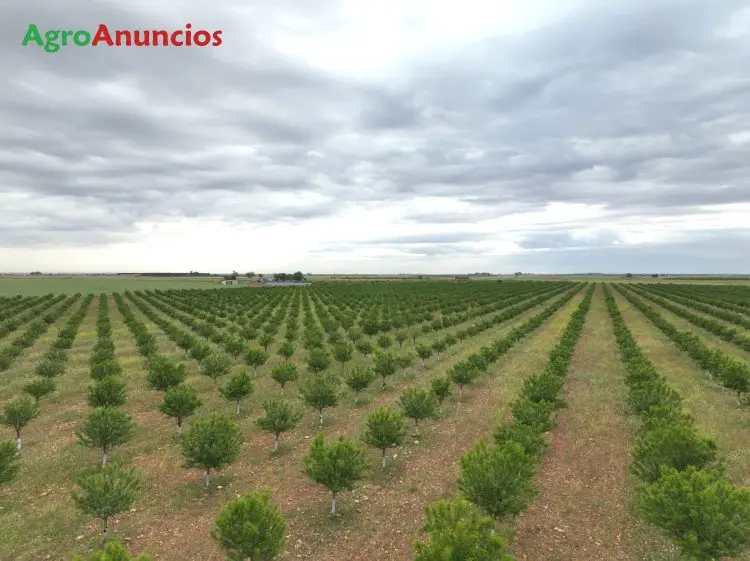 Venta  de Finca de regadío con almendros penta en Ciudad Real