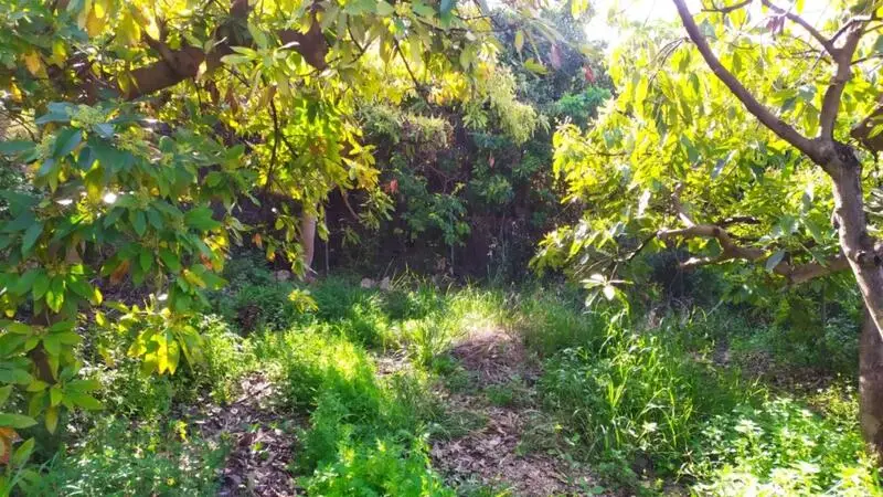 Finca Rustica con Aguacates en Frigiliana