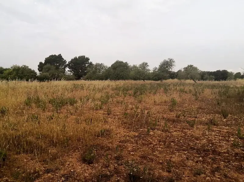 Venta Finca Rustica Cas Concos Felanitx