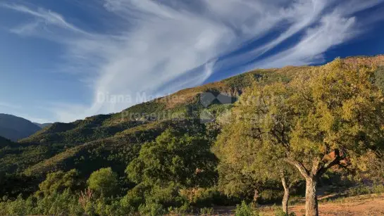 Parcelas en Venta La Zagaleta  Vistas Panoramicas Lujo