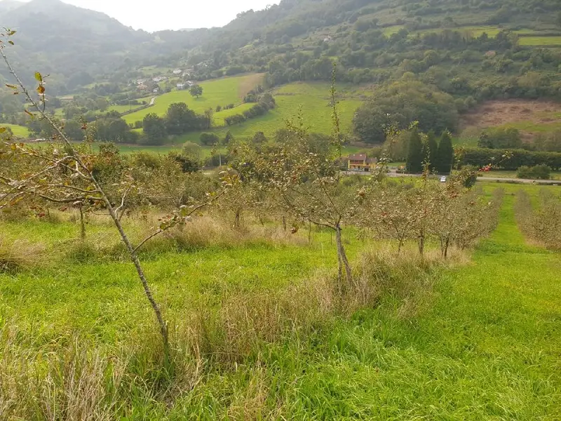 Venta Finca en Grado con Manzanos - Ref 26035