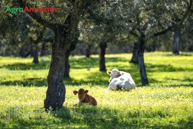 Demanda  de Finca ganadera en Cádiz