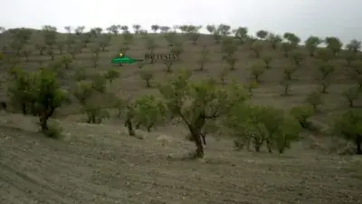 Finca Rustica en Venta Velez Rubio 30 Hectareas Los Cabreras