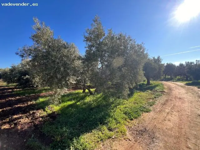 Parcela Rustica con Casa cerca Antequera