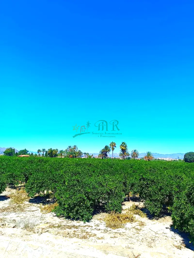 Venta Finca Rustica Almoradi 30 Tahullas Naranjos Limoneros