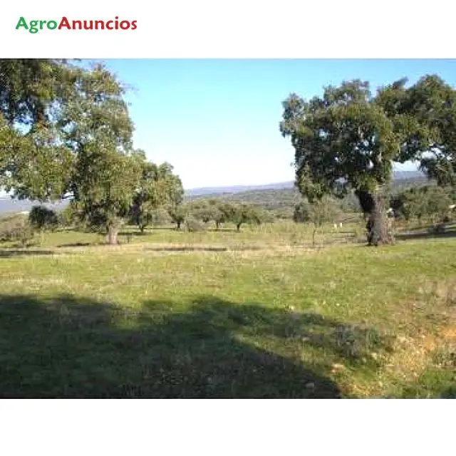 Venta  de Finca ganadera de encinas y robles en Cáceres