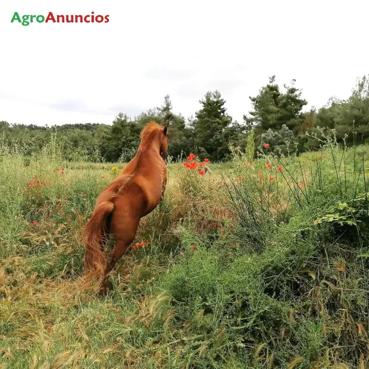 Compra  de Finca de frutales con masía en Teruel