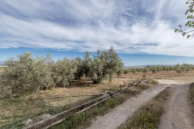 Venta Parcela Albolote Finca Olivos Cerca Torreón