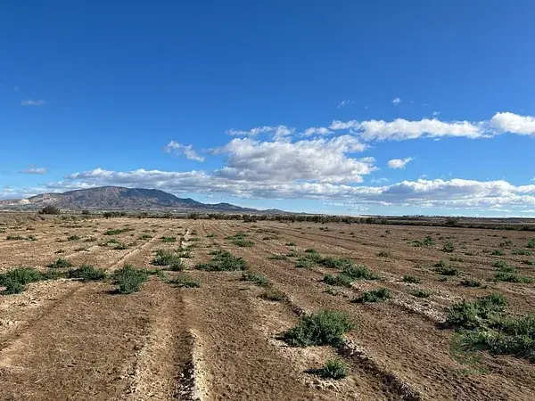 Parcela Rustica con Olivos en Alhama de Murcia