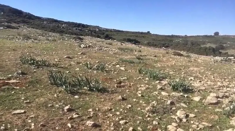 Terreno en Venta Ronda 274 Hectareas Ideal Ganaderia y Energia Renovable