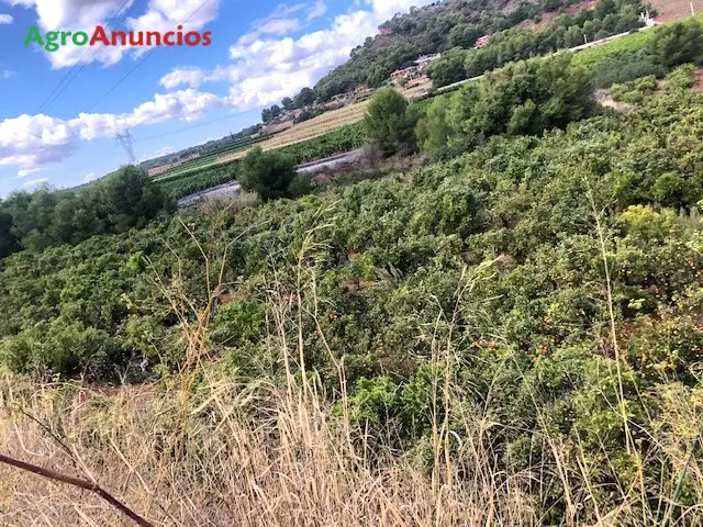 Venta  de Finca de citricos pri 23 y navel powell en Valencia