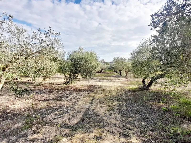 Venta Terreno Rustico Jerez Pedanias 6235m2 Olivos Pozo Maquinaria