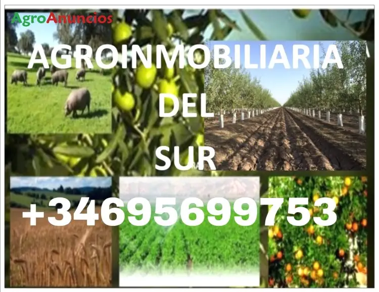 Venta  de Finca de olivos superintensivos en Sevilla