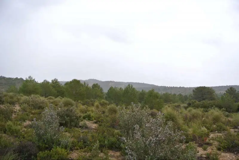 Parcela Rustica con Ruinas para Restaurar y Zona de Caza