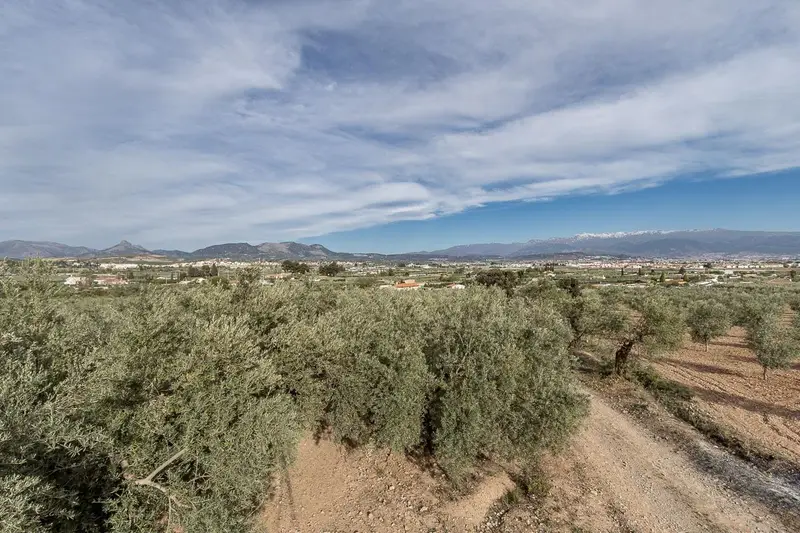 Venta Parcela con Olivos en Albolote Cerca El Torreón