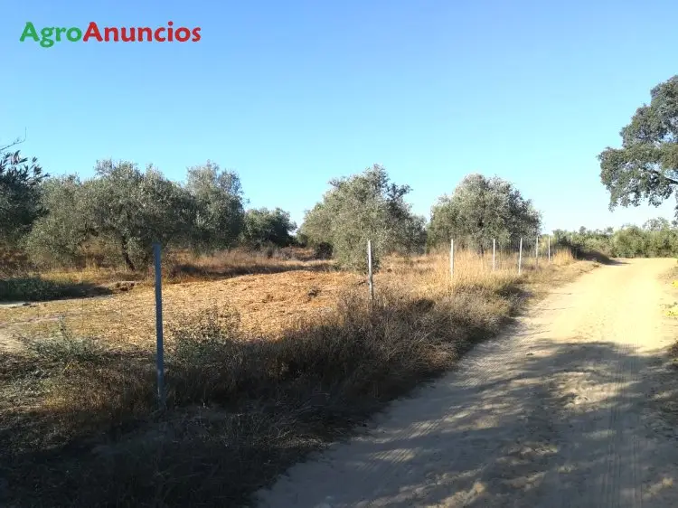 Venta  de Finca de regadío en Sevilla