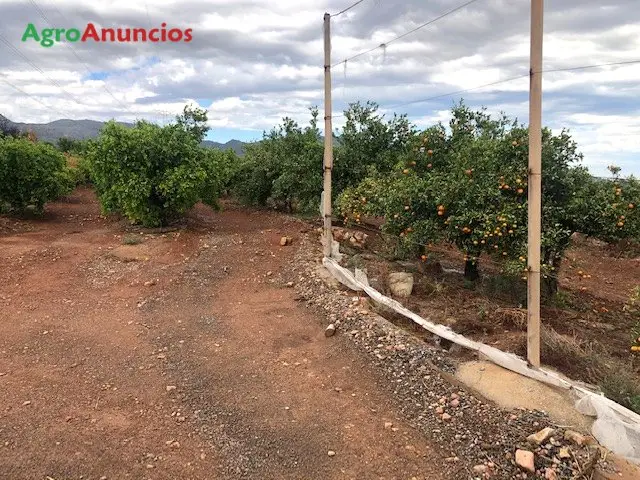 Venta  de Finca de citricos todo goteo clemenpons y navel en Valencia