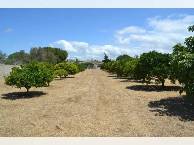 Finca en Venta Chiclana - Apartamento y Arboles Frutales