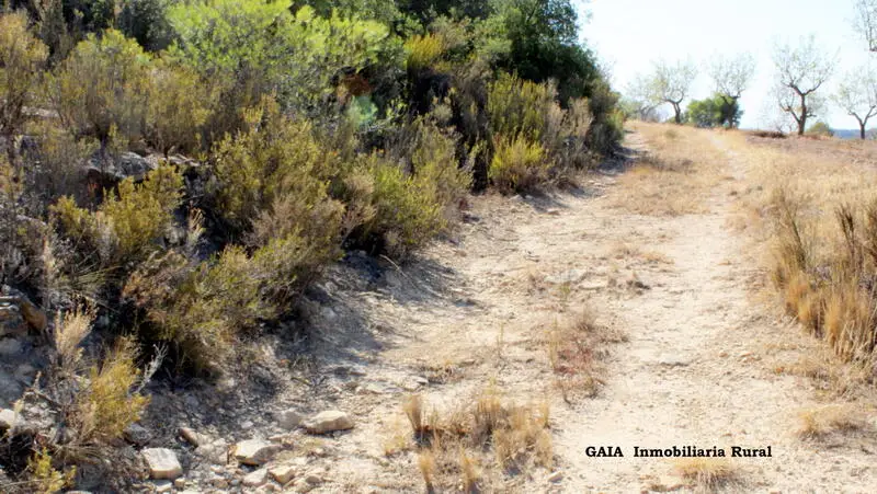 Terreno en Venta Maella Zaragoza 10700m2