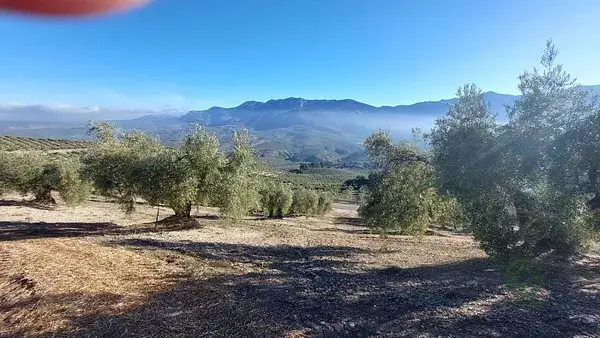 Finca Olivar Jaen 090ha 73 Plantas Subvencion