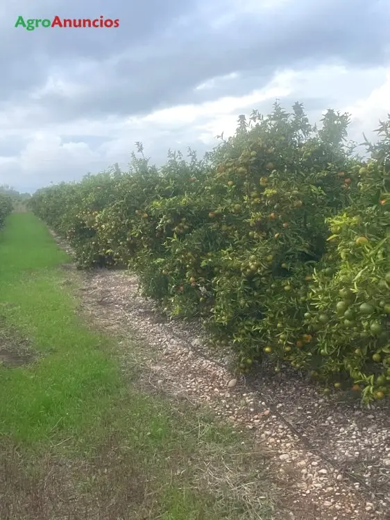 Demanda  de Fincas de cítricos en Castellón