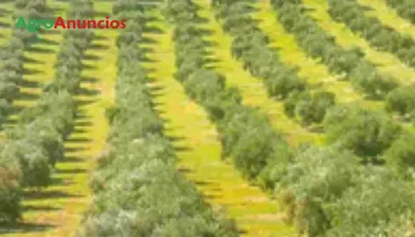 Venta  de Finca rustica con gran olivar en Córdoba