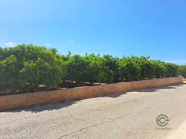 Dos Campos en Venta en Carcaixent 049ha