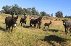 Alquiler  de Finca de pastos en Salamanca