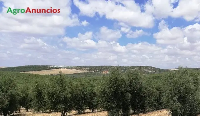 Venta  de Finca de olivar superintensivo en Córdoba