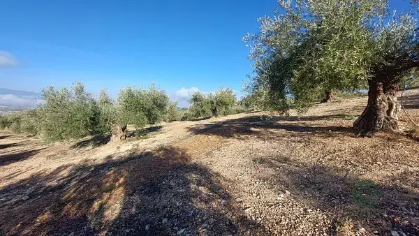 Finca Olivar 170ha Jaen Quesada