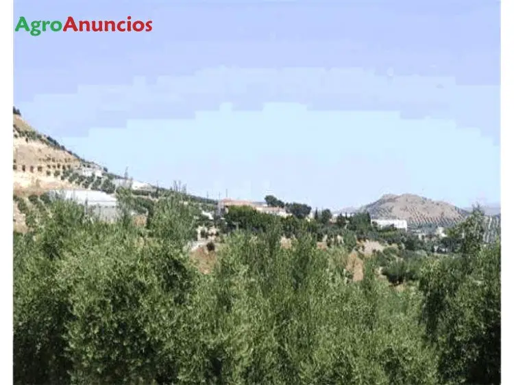 Venta  de Finca de olivos próxima a ciudad en Jaén