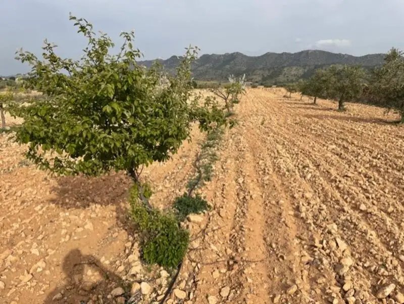Terreno Edificable en Yecla Murcia con Olivos y Frutales
