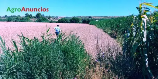 Compra  de Terreno de regadío en Lérida