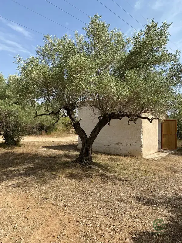 Finca Rustica en L Ametlla de Mar con Olivos y Caseta