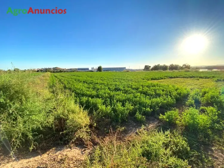 Venta  de Finca de regadío en Lleida