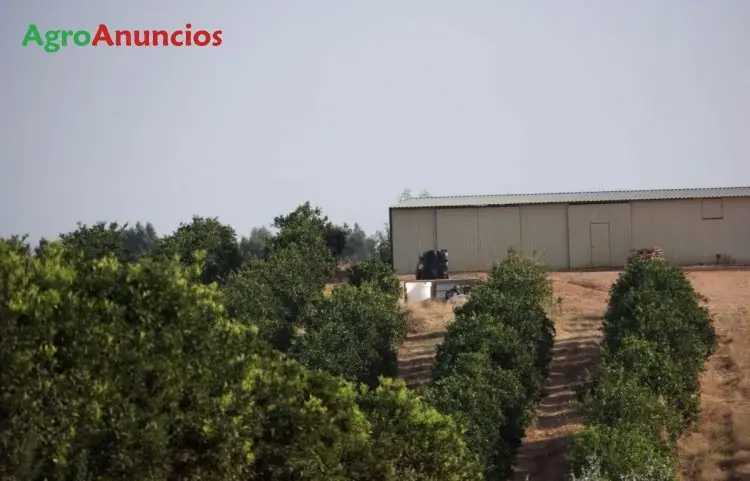 Venta  de Finca de frutales en Huelva