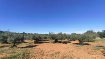 Finca rústica en venta en Calle Poligono 52   Parcela