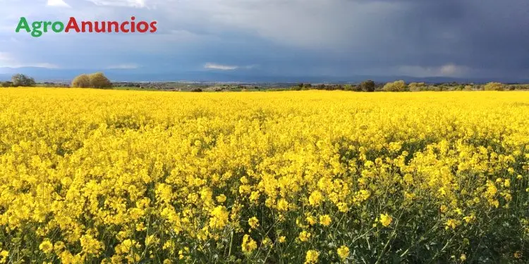 Compra  de Fincas de labor secano con pac en Teruel