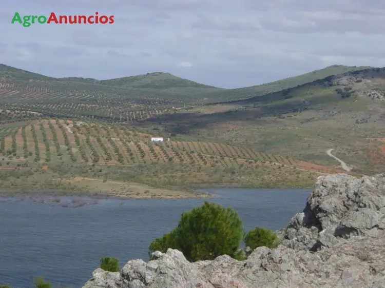 Venta  de Finca de olivar en Toledo