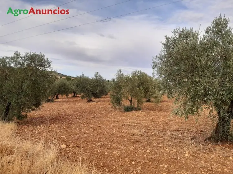 Venta  de Finca de olivos centenarios en Albacete