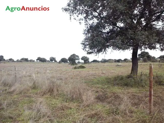 Venta  de Finca de pastos con mucha agua en Cáceres