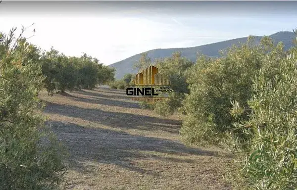 Finca Rustica en Jaen 25000m2 con Olivar