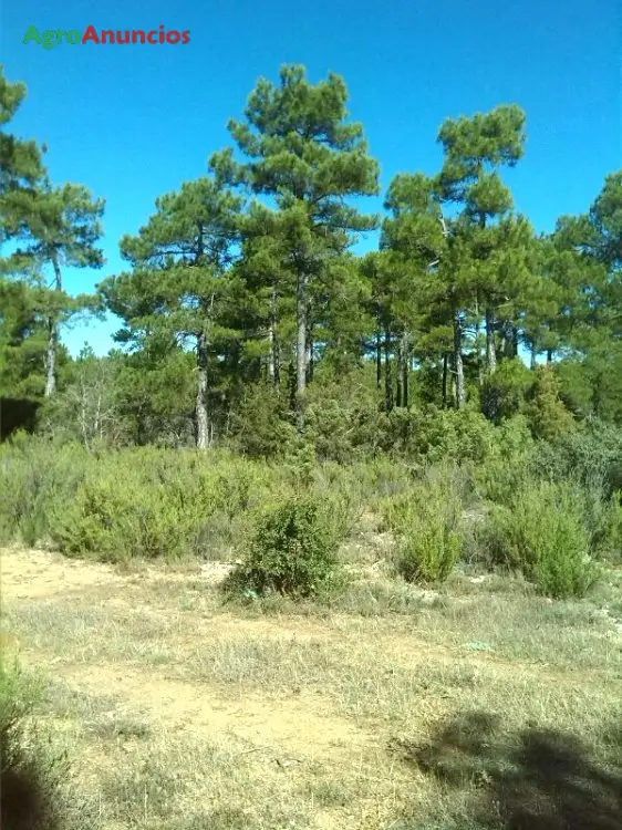 Venta  de Terreno forestal en Cuenca