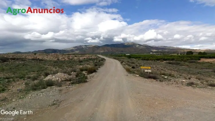 Venta de Parcela de Olivar y Pastos con Riego en Murcia