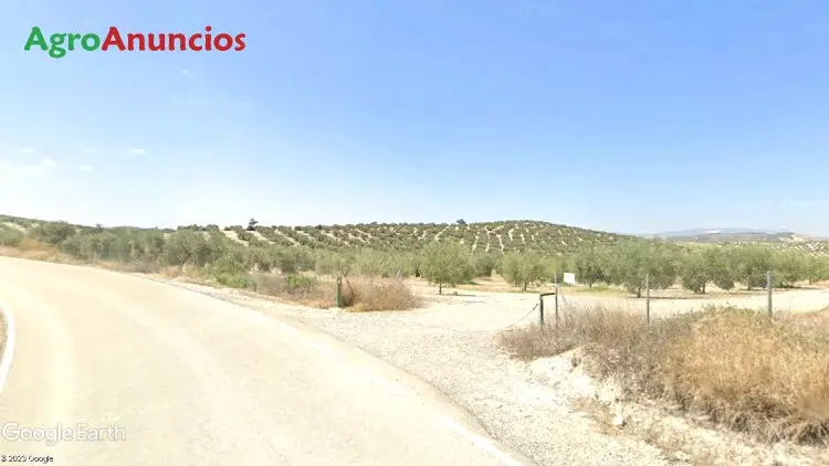 Venta  de Finca de olivos en Córdoba